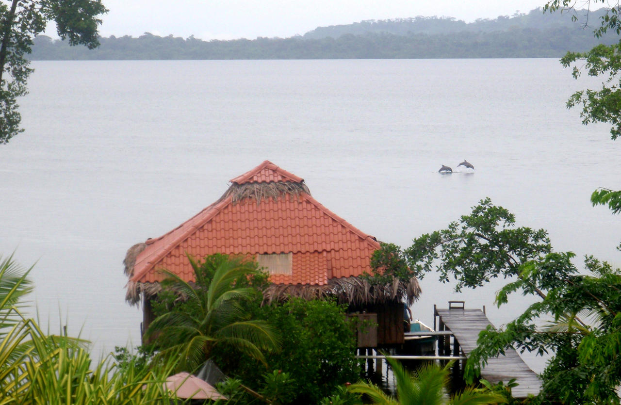 Bed and Breakfast Dolphin Bay Hideaway à Bocas del Toro Extérieur photo