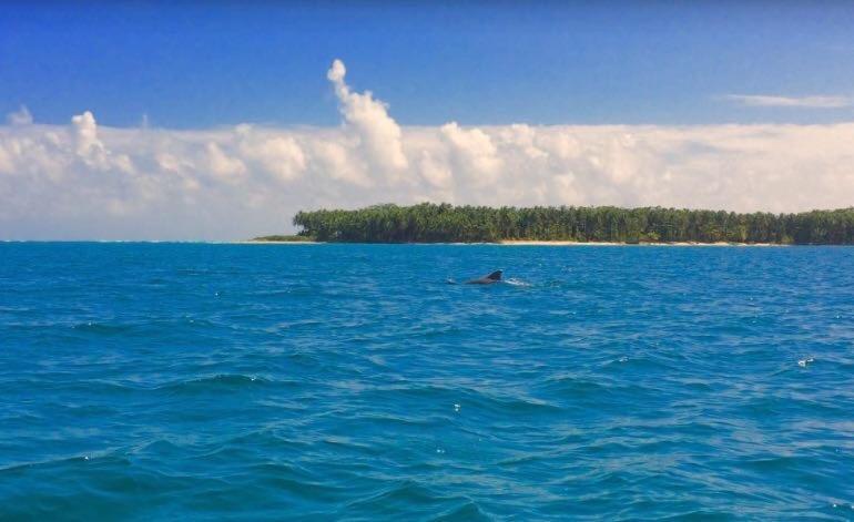 Bed and Breakfast Dolphin Bay Hideaway à Bocas del Toro Extérieur photo