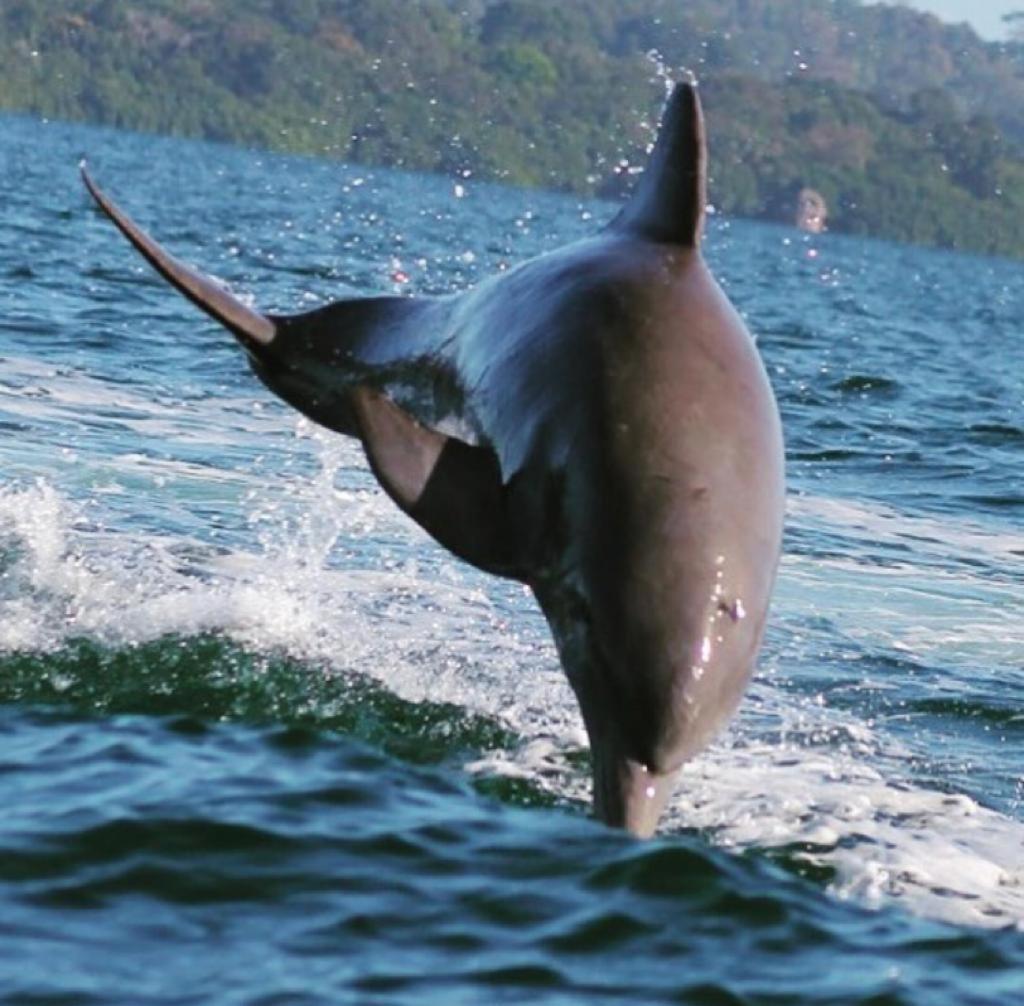Bed and Breakfast Dolphin Bay Hideaway à Bocas del Toro Extérieur photo